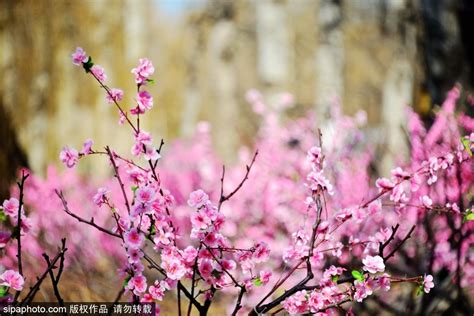 日桃花意思